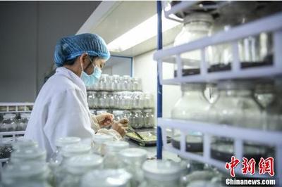 貴州普安:白及種苗繁育忙